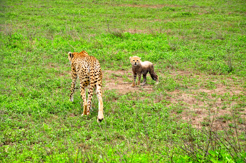 Ngorongoro Crater - Serengeti National Park